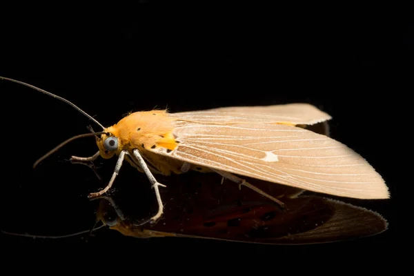 Asota Heliconia Uma Espécie Mariposa Gênero Asota Pertencente Família Arctiidae — Fotografia de Stock