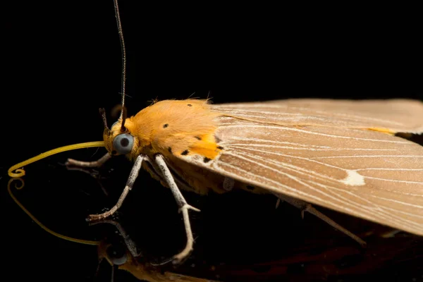 Asota Heliconia Egy Lepke Családban Erebidae Izolált Fekete Alapon — Stock Fotó