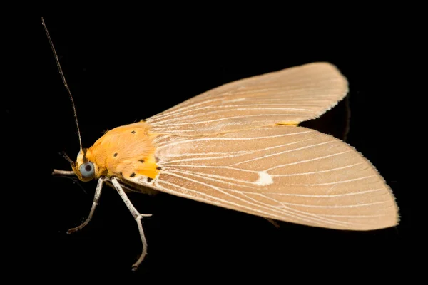 Asota Heliconia Moth Family Erebidae Isolated Black Background — Stock Photo, Image