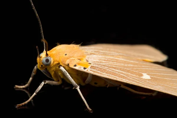 Asota Heliconia Una Polilla Familia Erebidae Aislada Sobre Fondo Negro —  Fotos de Stock