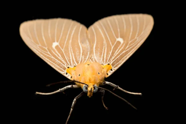 เฮล คอปเตอร Asota อในตระก Erebidae แยกก นบนพ นหล — ภาพถ่ายสต็อก