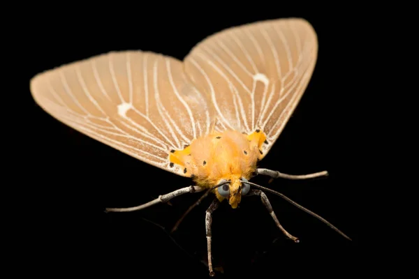 Asota Heliconia Můra Rodině Erebidae Izolované Černém Pozadí — Stock fotografie