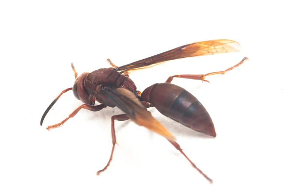 Polistes Carolina Paper Wasp Red Wasp Isoliert Auf Weißem Hintergrund — Stockfoto