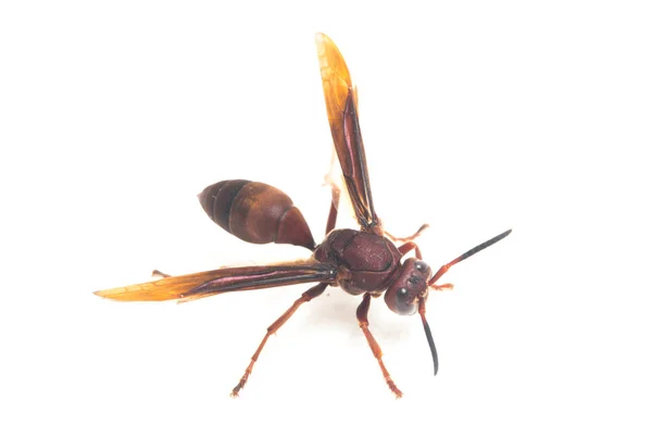 Polistes Carolina Guêpe Papier Guêpe Rouge Isolé Sur Fond Blanc — Photo