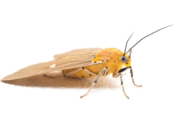 Asota Heliconia Είναι Ένα Σκώρο Στην Οικογένεια Erebidae Απομονώνονται Λευκό — Φωτογραφία Αρχείου