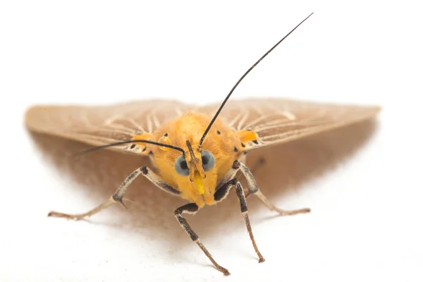 Asota Heliconia Ist Eine Motte Aus Der Familie Der Erebidae — Stockfoto