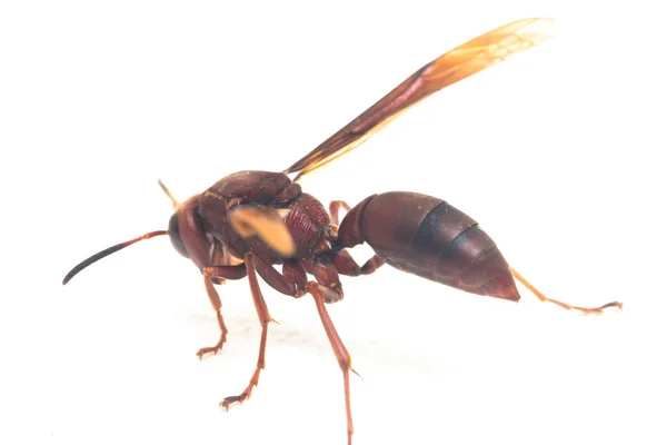 Polistes Carolina Paper Wasp Red Wasp Beyaz Arka Planda Izole - Stok İmaj