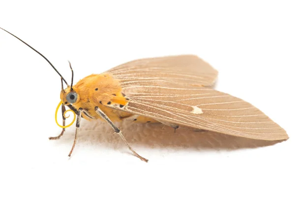 Asota Heliconia Egy Lepke Családban Erebidae Izolált Fehér Alapon — Stock Fotó