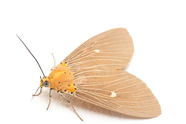 麻风蛾 Asota Heliconia 是家蛾中的一种 在白色背景下被分离出来 — 图库照片