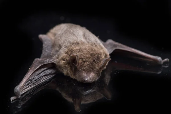 Pipistrello Ala Piegata Comune Pipistrello Dita Lunghe Schreibers Pipistrello Schreibers — Foto Stock