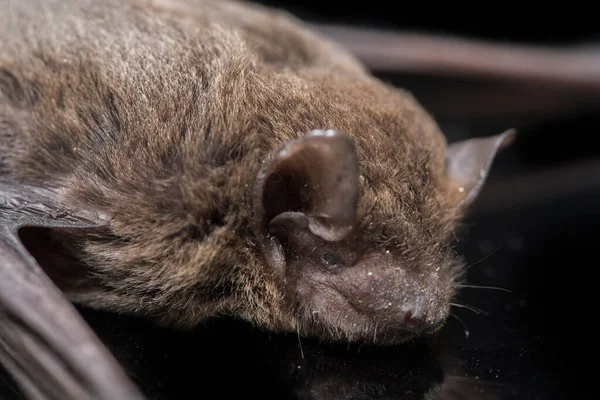 The common bent-wing bat, Schreibers\' long-fingered bat, or Schreibers\' bat (Miniopterus schreibersii) isolated on black background