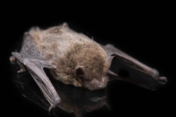 常见的弯曲翼蝙蝠 Schreibers Long Fingered Bat 或Schreibers Bat Miniopterus Schreibersii 在黑色背景下隔离 — 图库照片