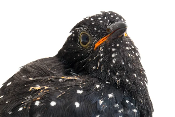 Giovane Uccello Cuculo Lamentoso Cacomantis Merulinus Isolato Sfondo Bianco — Foto Stock