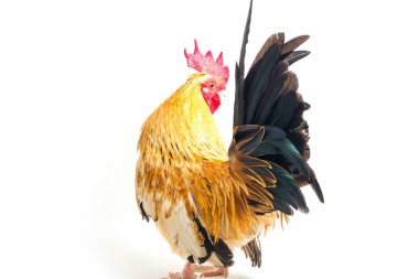 Horoz bantam tavuğu veya Ayam kate, özellikle beyaz arka planda izole edilmiş küçük bir kuş türüdür.