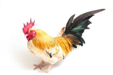 Horoz bantam tavuğu veya Ayam kate, özellikle beyaz arka planda izole edilmiş küçük bir kuş türüdür.