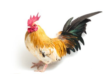 Horoz bantam tavuğu veya Ayam kate, özellikle beyaz arka planda izole edilmiş küçük bir kuş türüdür.