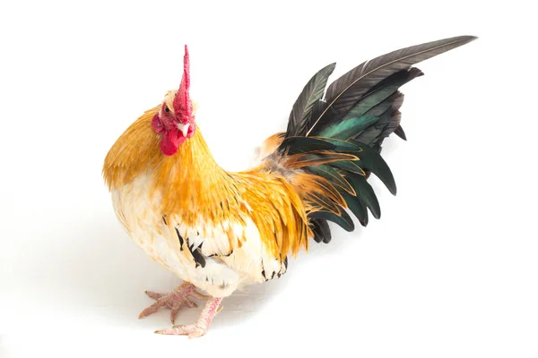 Gallo Bantam Pollo Ayam Kate Qualsiasi Piccola Varietà Uccelli Particolare — Foto Stock
