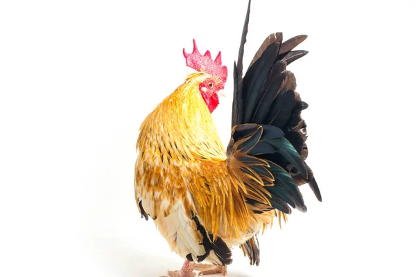 Петух Бантам Курица Аям Кейт Любое Небольшое Разнообразие Птиц Особенно — стоковое фото