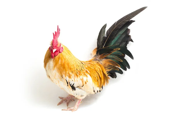 Gallo Bantam Pollo Ayam Kate Cualquier Pequeña Variedad Aves Especialmente — Foto de Stock