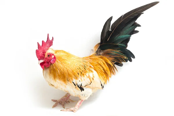 Rooster Bantam Chicken 은작은 종류의 배경에서 닭이다 — 스톡 사진