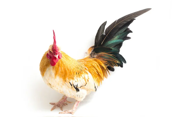 Gallo Bantam Pollo Ayam Kate Qualsiasi Piccola Varietà Uccelli Particolare — Foto Stock