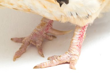 Horoz bantam tavuğu veya Ayam kate, özellikle beyaz arka planda izole edilmiş küçük bir kuş türüdür.