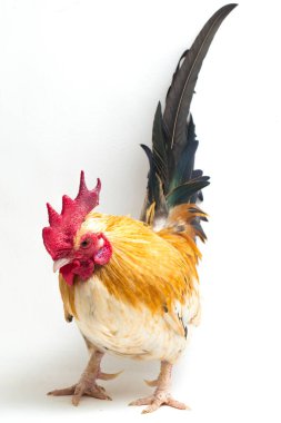 Horoz bantam tavuğu veya Ayam kate, özellikle beyaz arka planda izole edilmiş küçük bir kuş türüdür.