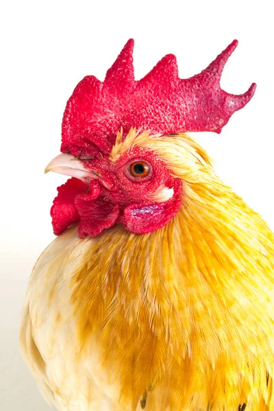 Kohout Bantam Kuře Nebo Ayam Kate Jakákoli Malá Odrůda Drůbeže — Stock fotografie