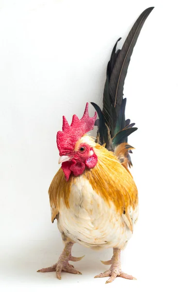 Rooster Bantam Chicken Ayam Kate Any Small Variety Fowl Especially — Stock Photo, Image