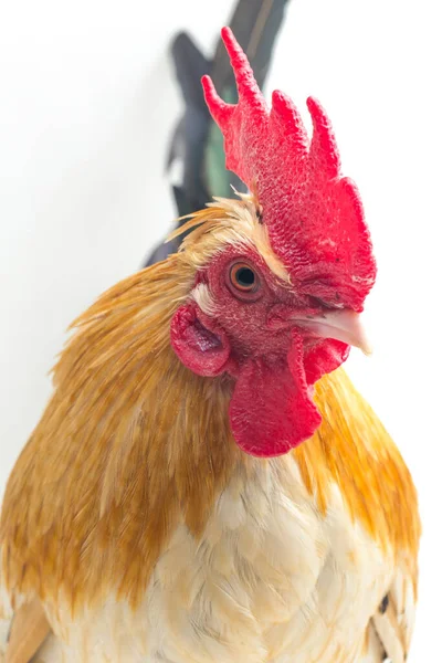 鸡腿鸡 Rooster Bantam Chicken或Ayam Kate 是任何种类的小家禽 特别是在白色背景下分离的鸡 — 图库照片
