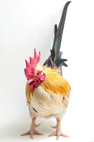 Horoz Bantam Tavuğu Veya Ayam Kate Özellikle Beyaz Arka Planda — Stok fotoğraf