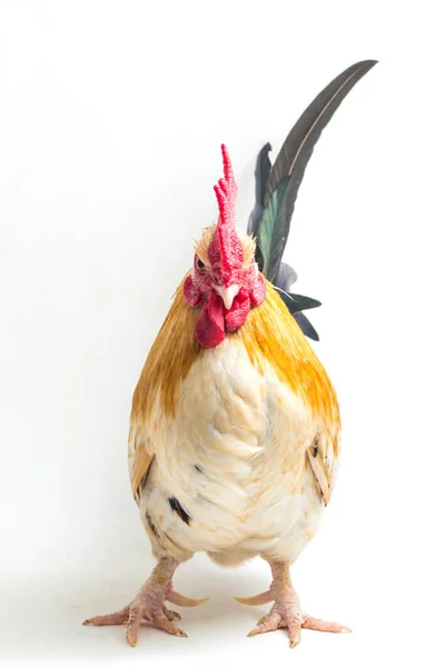 Rooster Bantam Chicken Ayam Kate Any Small Variety Fowl Especially — Stock Photo, Image