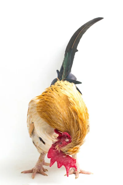 Rooster Bantam Chicken Ayam Kate Any Small Variety Fowl Especially — Stock Photo, Image