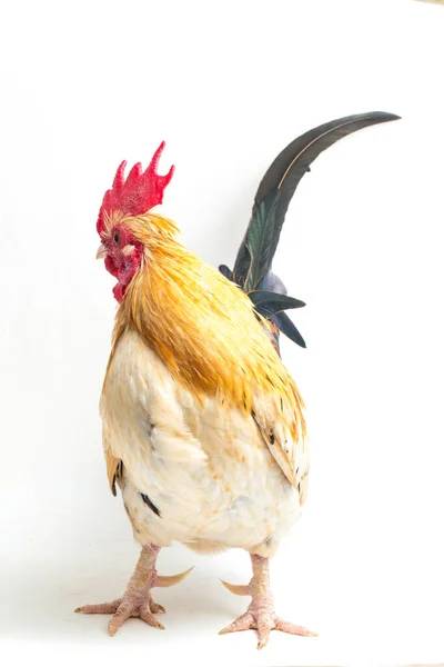 Coq Bantam Poulet Ayam Kate Est Toute Petite Variété Volaille — Photo