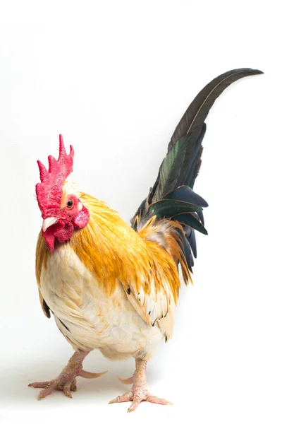 Rooster Bantam Chicken Ayam Kate Any Small Variety Fowl Especially — Stock Photo, Image