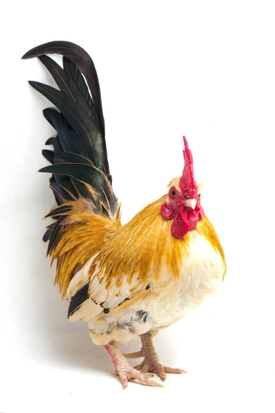 Hahn Bantam Huhn Oder Ayam Kate Ist Jede Kleine Sorte — Stockfoto