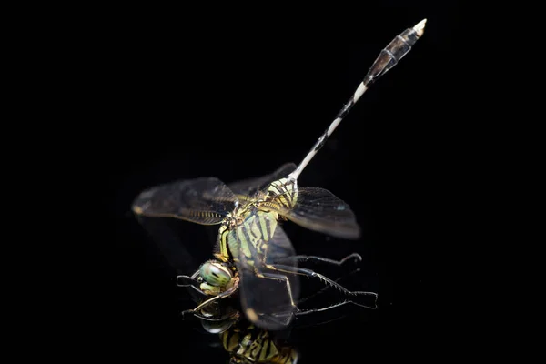 Dragonfly Makro Isolerad Svart Bakgrund — Stockfoto