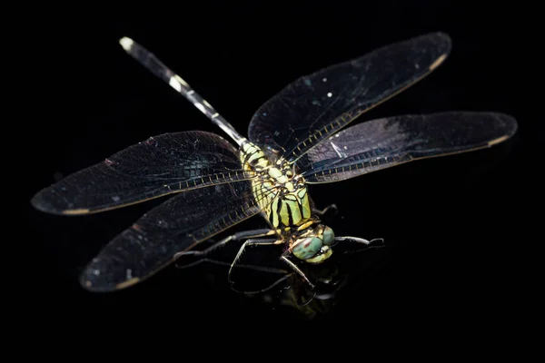 Μακροεντολή Dragonfly Απομονωμένη Μαύρο Φόντο — Φωτογραφία Αρχείου