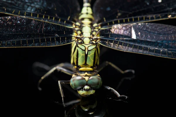 Μακροεντολή Dragonfly Απομονωμένη Μαύρο Φόντο — Φωτογραφία Αρχείου