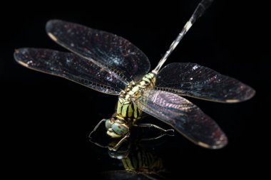 Yusufçuk makrosu siyah arkaplanda izole edildi