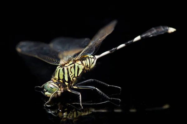 Libellule Macro Isolé Sur Fond Noir — Photo