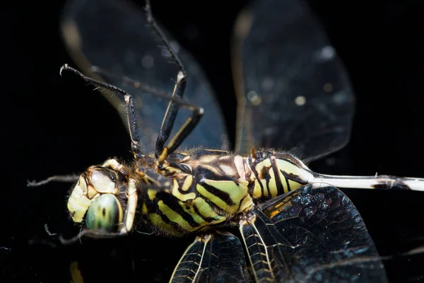 Dragonfly Macro Isolated Black Background — Stock Photo, Image