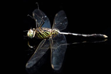 Yusufçuk makrosu siyah arkaplanda izole edildi