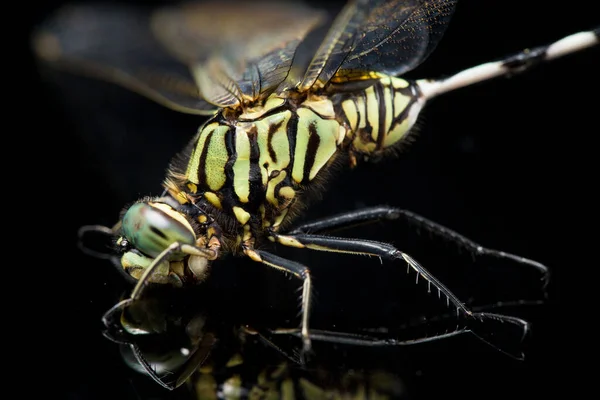 Μακροεντολή Dragonfly Απομονωμένη Μαύρο Φόντο — Φωτογραφία Αρχείου