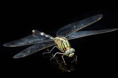 Yusufçuk makrosu siyah arkaplanda izole edildi