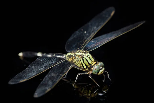 Dragonfly Makro Isolerad Svart Bakgrund — Stockfoto