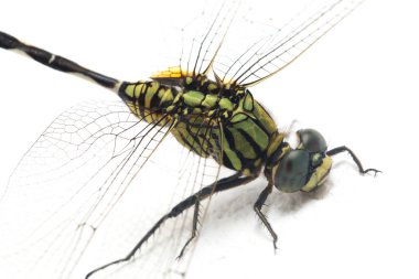 Yusufçuk makrosu beyaz arkaplanda izole edildi