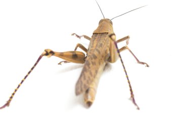 Cava Çekirgesi (Valanga nigricornis) beyaz arka planda izole edildi.