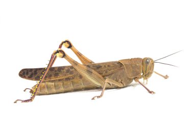 Cava Çekirgesi (Valanga nigricornis) beyaz arka planda izole edildi.