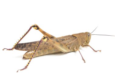 Cava Çekirgesi (Valanga nigricornis) beyaz arka planda izole edildi.